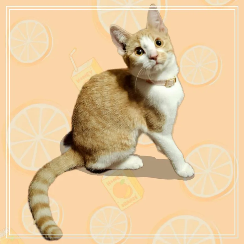 Orange Juice thumbnail 4