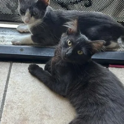 A baby medium-sized male Domestic Short Hair cat named Coming soon INDOOR ONLY for adoption in Stockton, CA