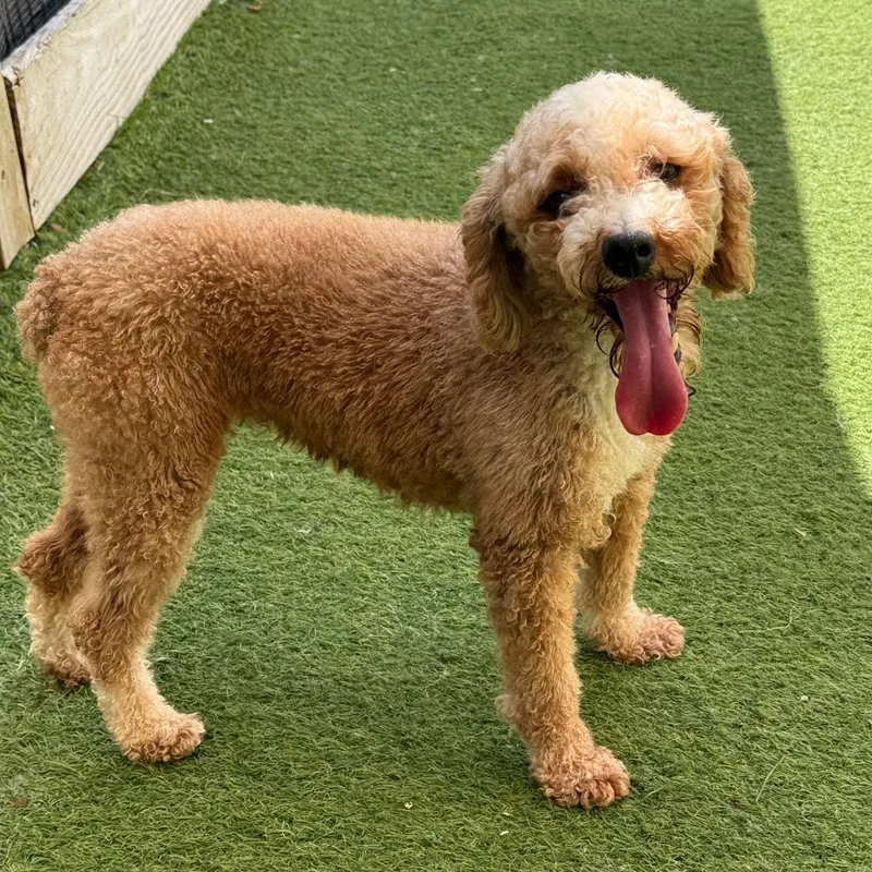 An adult small-sized female Yellow / Tan / Blond / Fawn Poodle dog named Ann for adoption in LOXAHATCHEE, FL