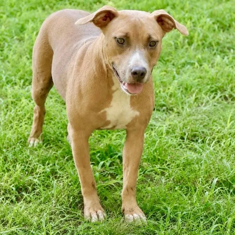 An adult large-sized female Mixed Breed dog named Etta for adoption in Long Island City, NY