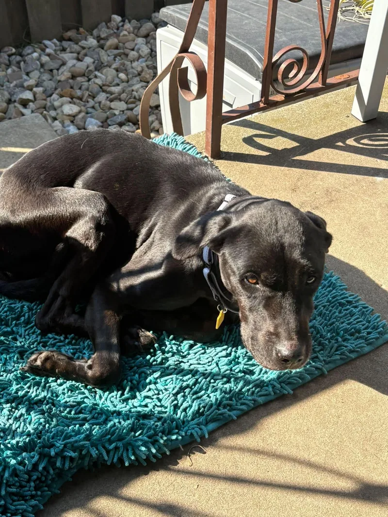 A senior medium-sized female Black Labrador Retriever dog named AngelNot Accepting Applications Yet for adoption in Medina, OH