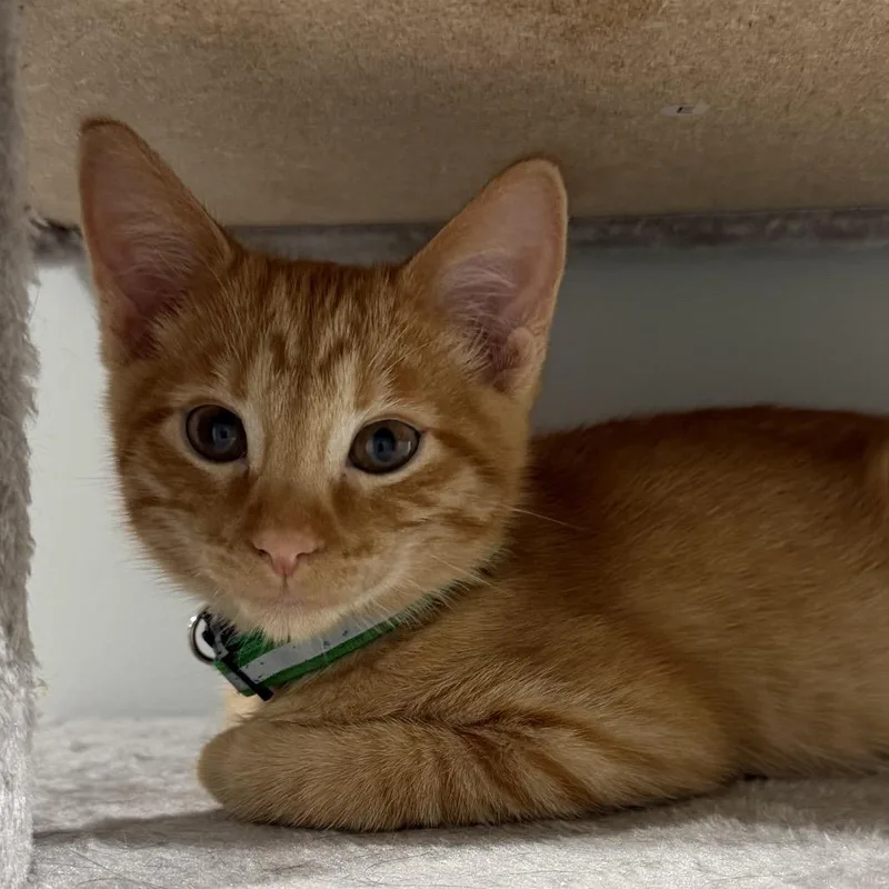 A baby small-sized male Orange / Red Domestic Short Hair cat named Zeus for adoption in Grantsville, UT