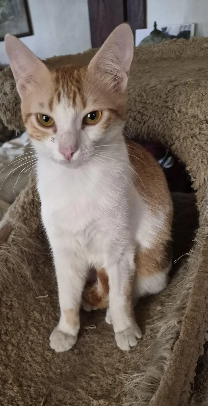 A young medium-sized female Orange & White Domestic Short Hair cat named Clementine for adoption in Roseville, MN