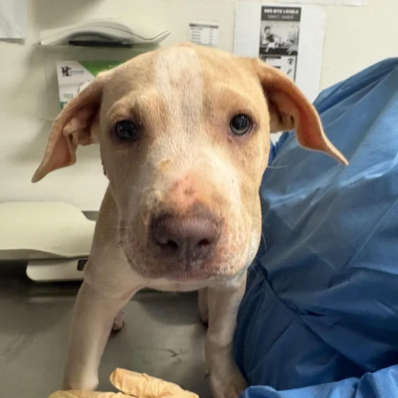 A young medium-sized female White / Cream Mixed Breed dog named Piper for adoption in Charleston, WV
