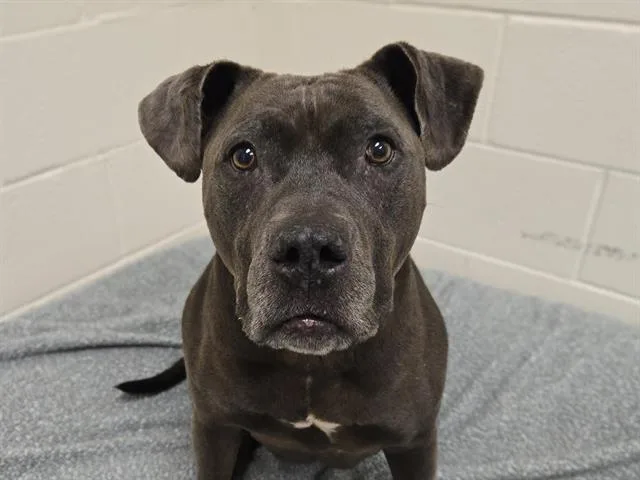 An adult large-sized female Pit Bull Terrier dog named Bella for adoption in Auburn, CA