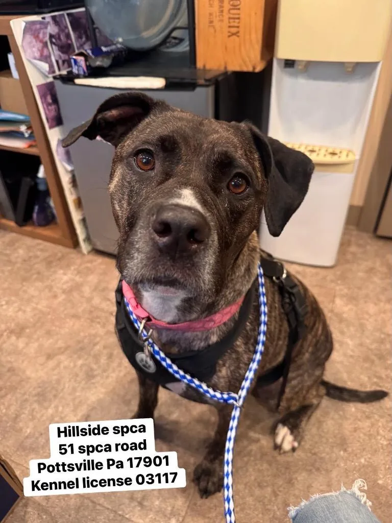 An adult large-sized female Pit Bull Terrier dog named Sunni for adoption in Pottsville, PA