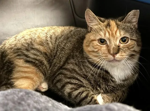 A young medium-sized female Domestic Short Hair cat named Banana Bread for adoption in Dedham, MA