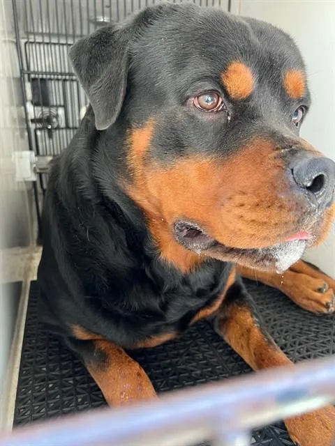 An adult medium-sized male Rottweiler dog named Kane for adoption in Downey, CA