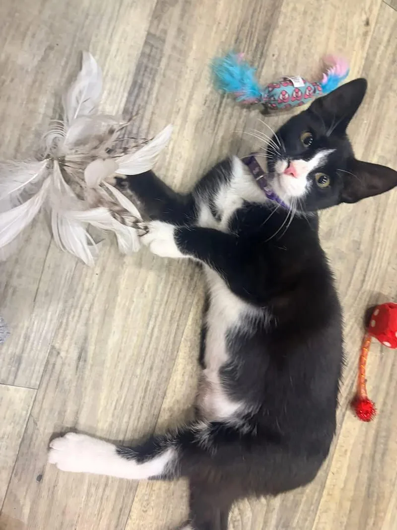 A baby medium-sized female Domestic Short Hair cat named Serenity for adoption in Tampa, FL