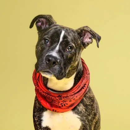 An adult medium-sized female Pit Bull Terrier dog named Legacy for adoption in Atlanta, GA