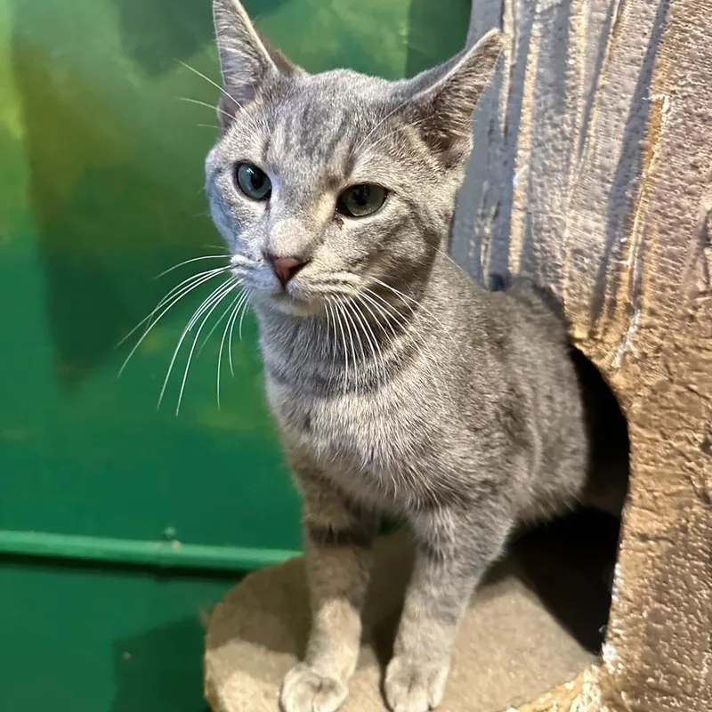 An adult medium-sized male Domestic Short Hair cat named Mozzarella for adoption in Athens, GA