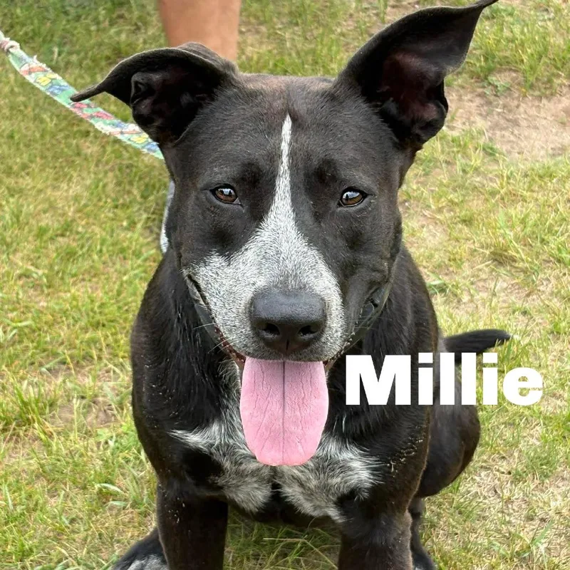 Millie