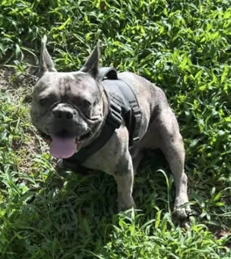 A young small-sized male French Bulldog dog named Duke for adoption in Rogersville, TN