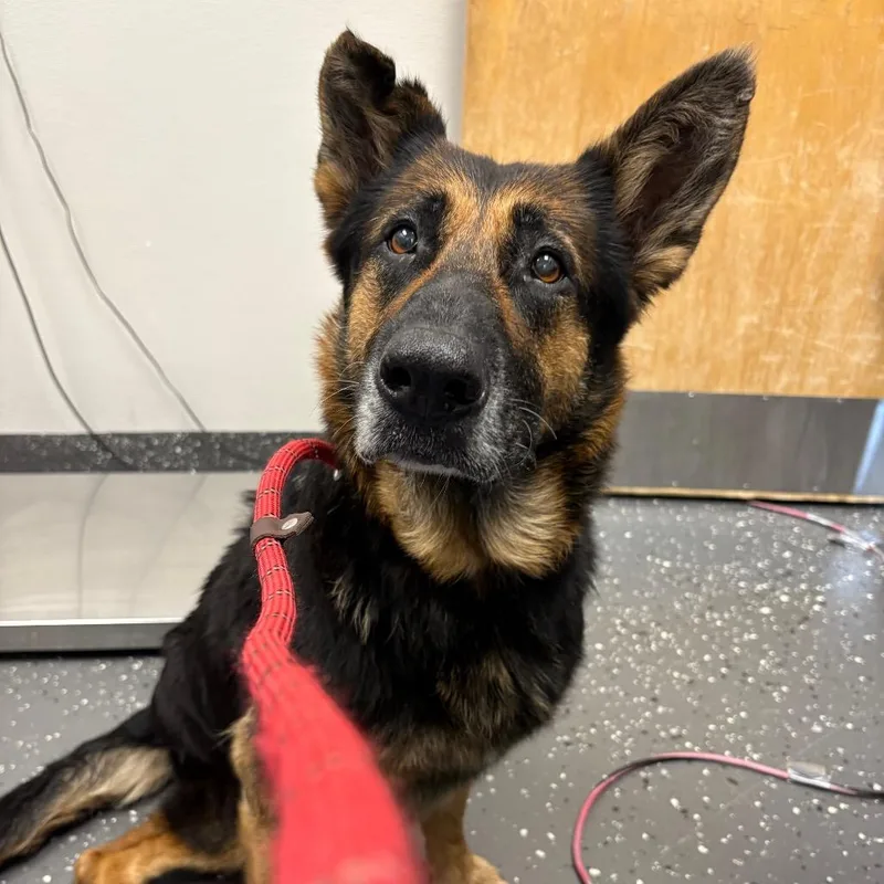 A senior large-sized female Black Mixed Breed dog named Linda for adoption in Columbiana, AL