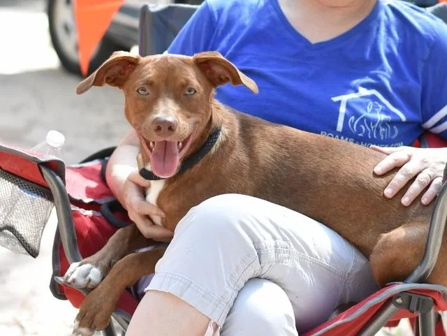 A baby medium-sized male Chihuahua dog named Kingston for adoption in Conroe, TX