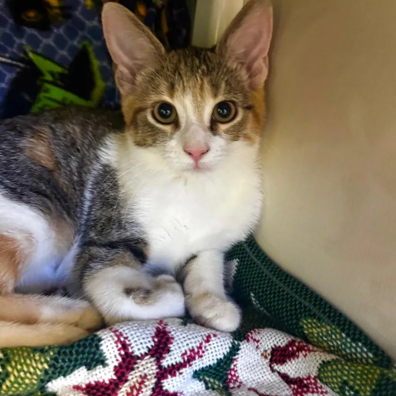 A baby small-sized female White Domestic Short Hair cat named June Carter for adoption in Wheeling, IL