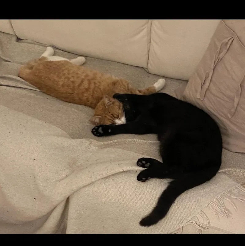 Cacio Y Pepe thumbnail 2