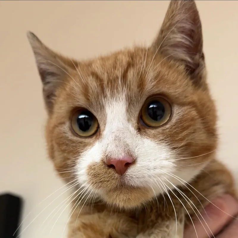 Cacio Y Pepe thumbnail 3