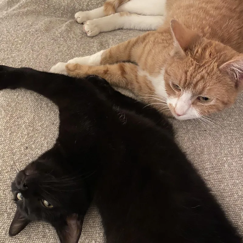 Cacio Y Pepe thumbnail 4