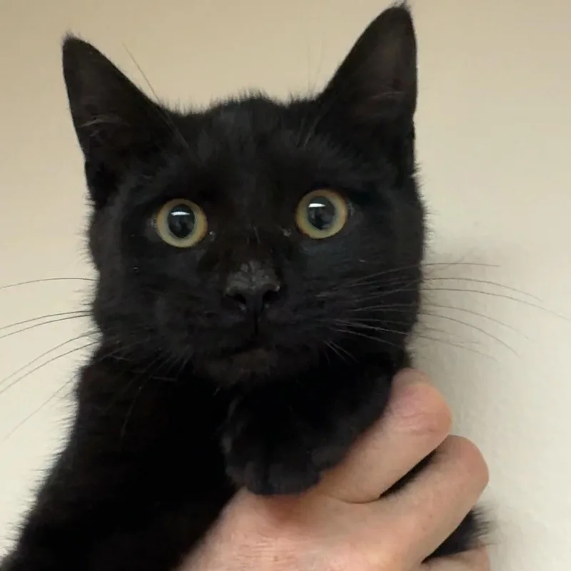 Cacio Y Pepe thumbnail 5