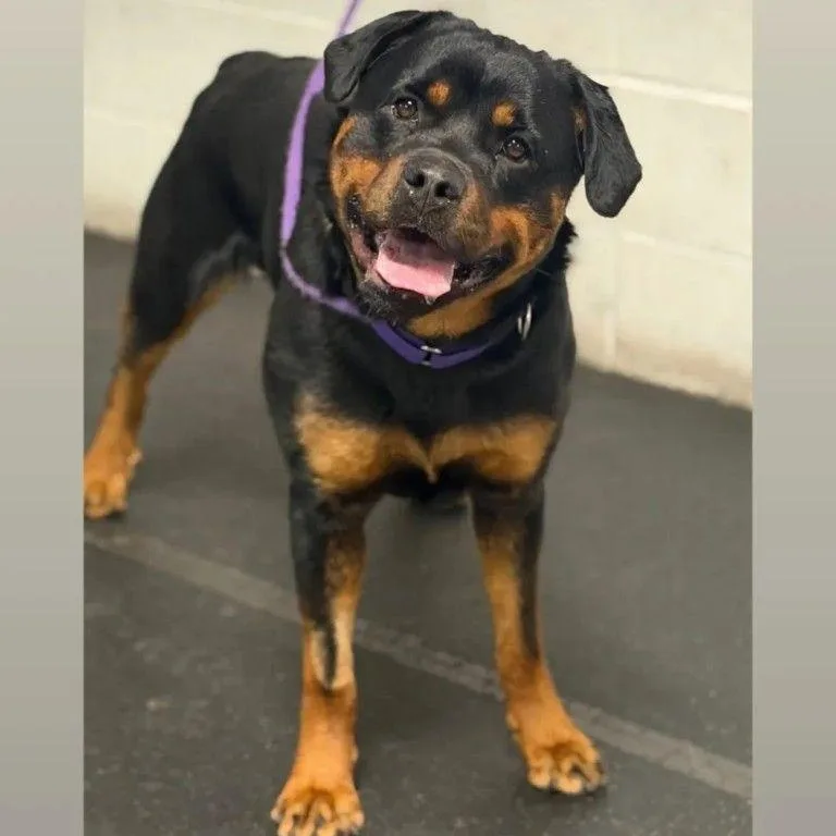 A young large-sized female Rottweiler dog named Liesel for adoption in Patterson, NY
