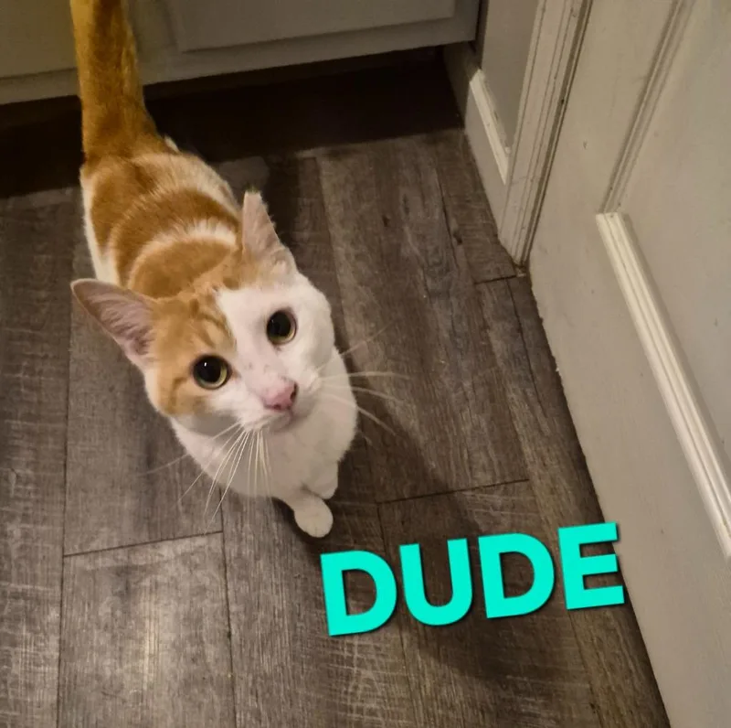 An adult medium-sized male Domestic Short Hair cat named Dude for adoption in Rome, GA