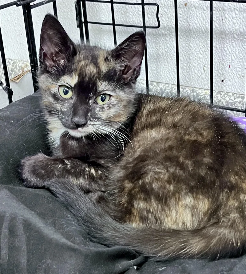 A baby medium-sized female Tortoiseshell Domestic Short Hair cat named Froggie for adoption in Youngstown, OH