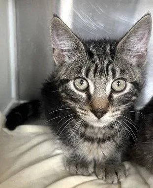 A baby medium-sized male Tabby cat named Arthur for adoption in Carrollton, GA
