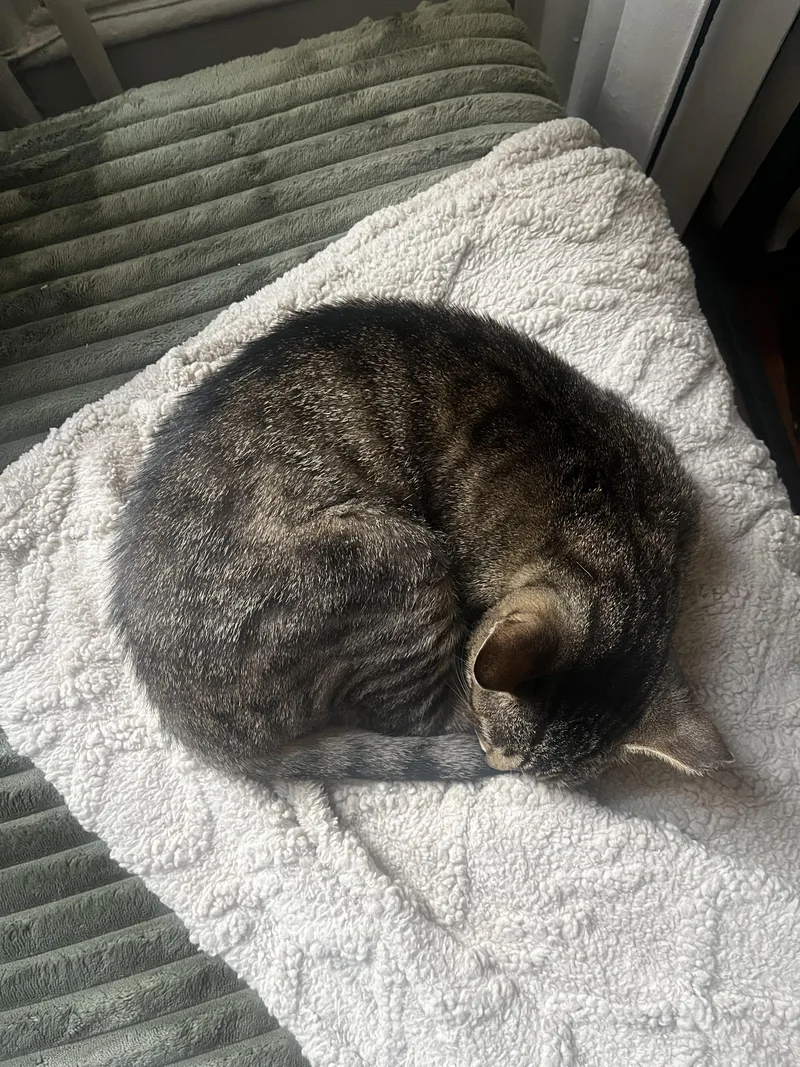 A young medium-sized female Tabby (Brown / Chocolate) Domestic Short Hair cat named Ms. No Trouble for adoption in Warminster, PA