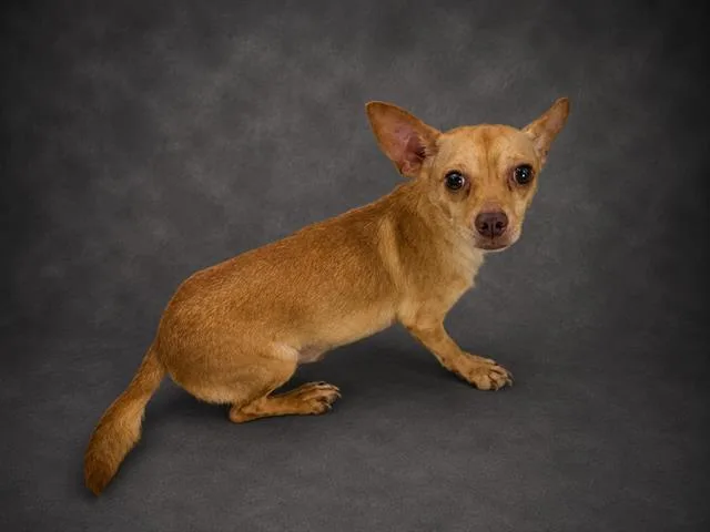 An adult medium-sized male Chihuahua dog named Buster for adoption in Winter Haven, FL