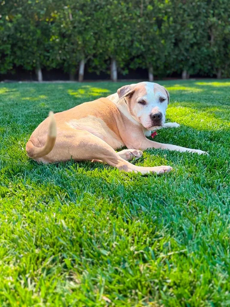 An adult large-sized male American Staffordshire Terrier dog named Buster for adoption in San Diego, CA