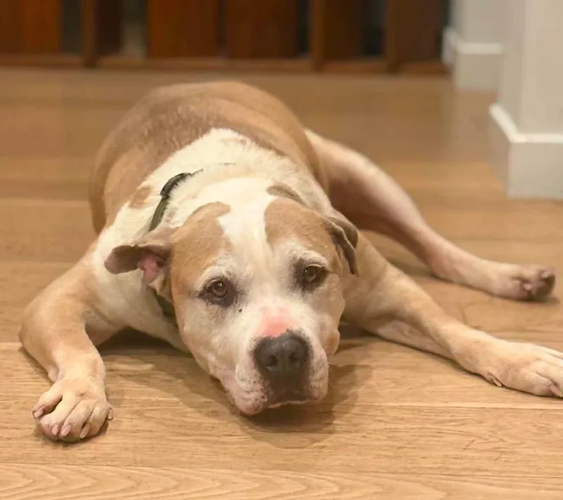 Buster thumbnail 3