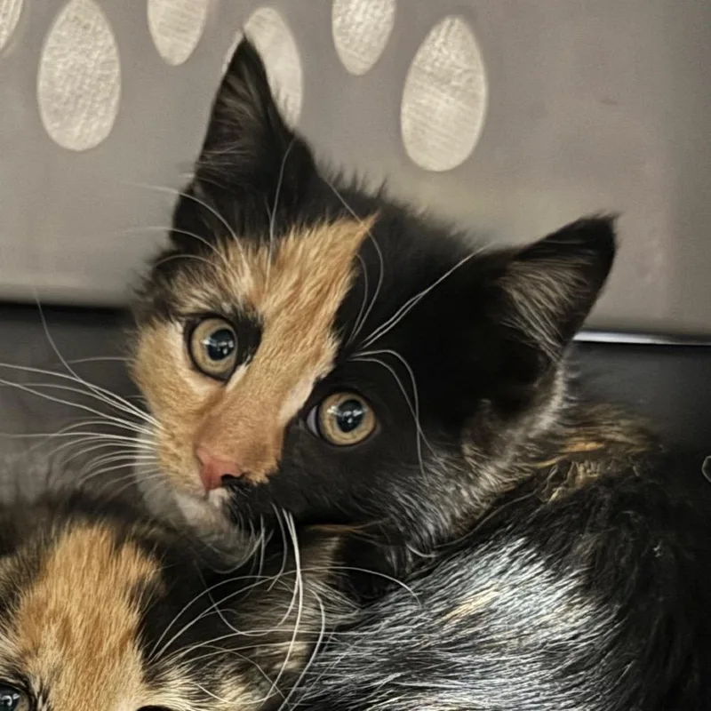 A baby small-sized female Calico Domestic Medium Hair cat named Sue Sylvester for adoption in West Olive, MI