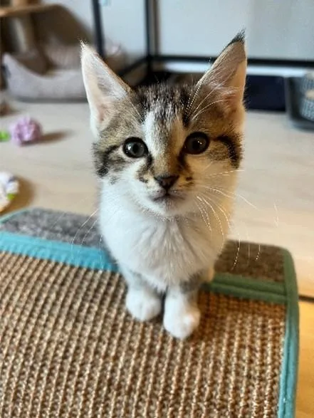 A baby small-sized male Domestic Short Hair cat named Green Bean for adoption in Statesville, NC