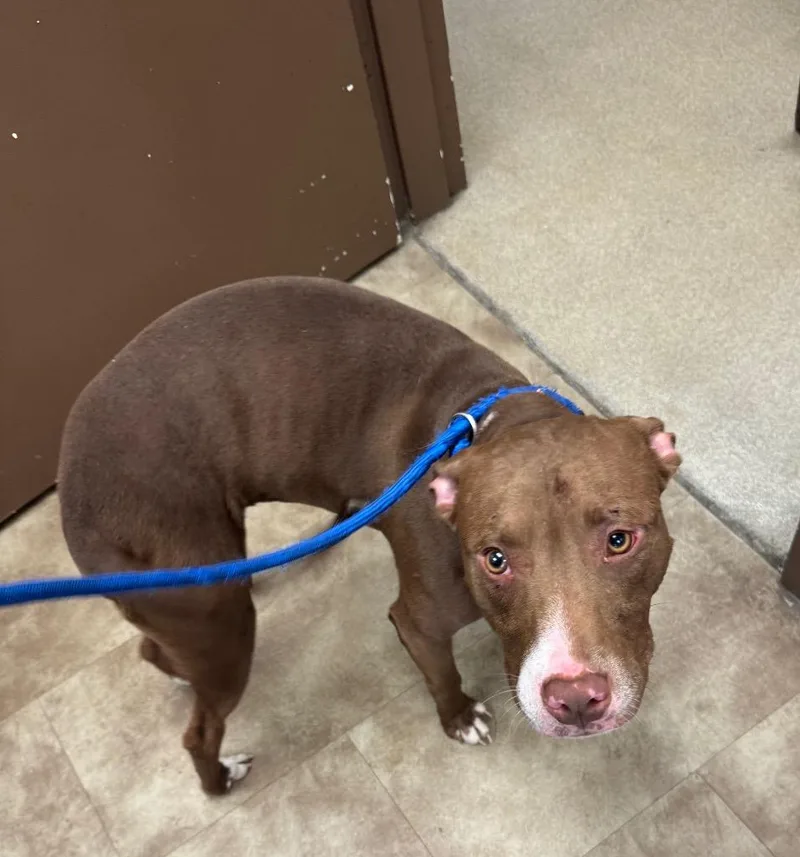 A young medium-sized male Mixed Breed dog named Brownie for adoption in Springfield, OH