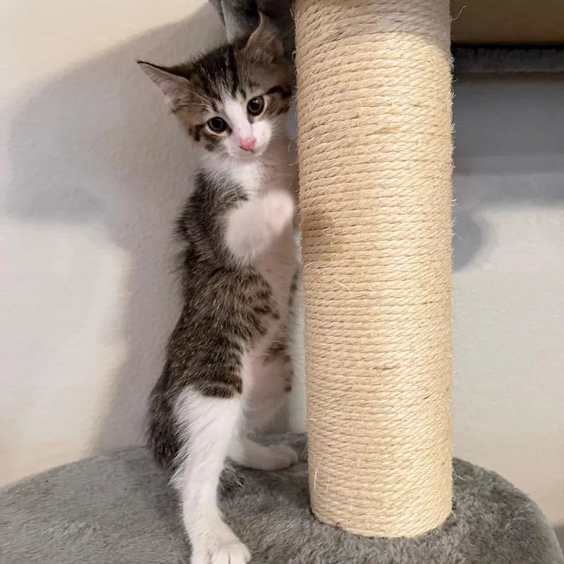 A baby small-sized male Brown / Chocolate Domestic Short Hair cat named Max for adoption in Midland, TX