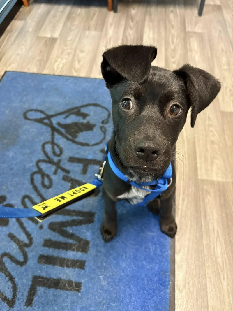 A young medium-sized male Black Labrador Retriever dog named Vinny for adoption in Ossining, NY