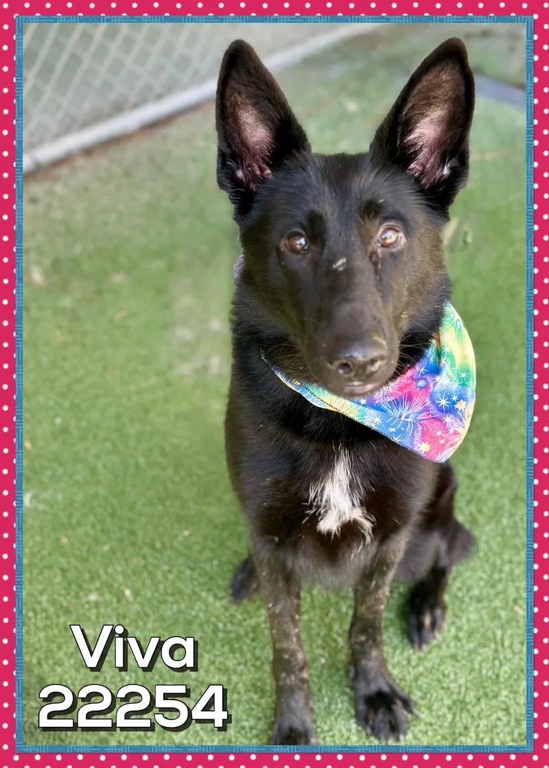 A young medium-sized female German Shepherd Dog dog named Viva for adoption in Marietta, GA