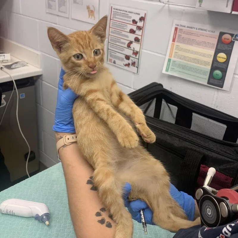 A baby small-sized male Orange / Red Domestic Short Hair cat named Copper for adoption in West Palm Beach, FL