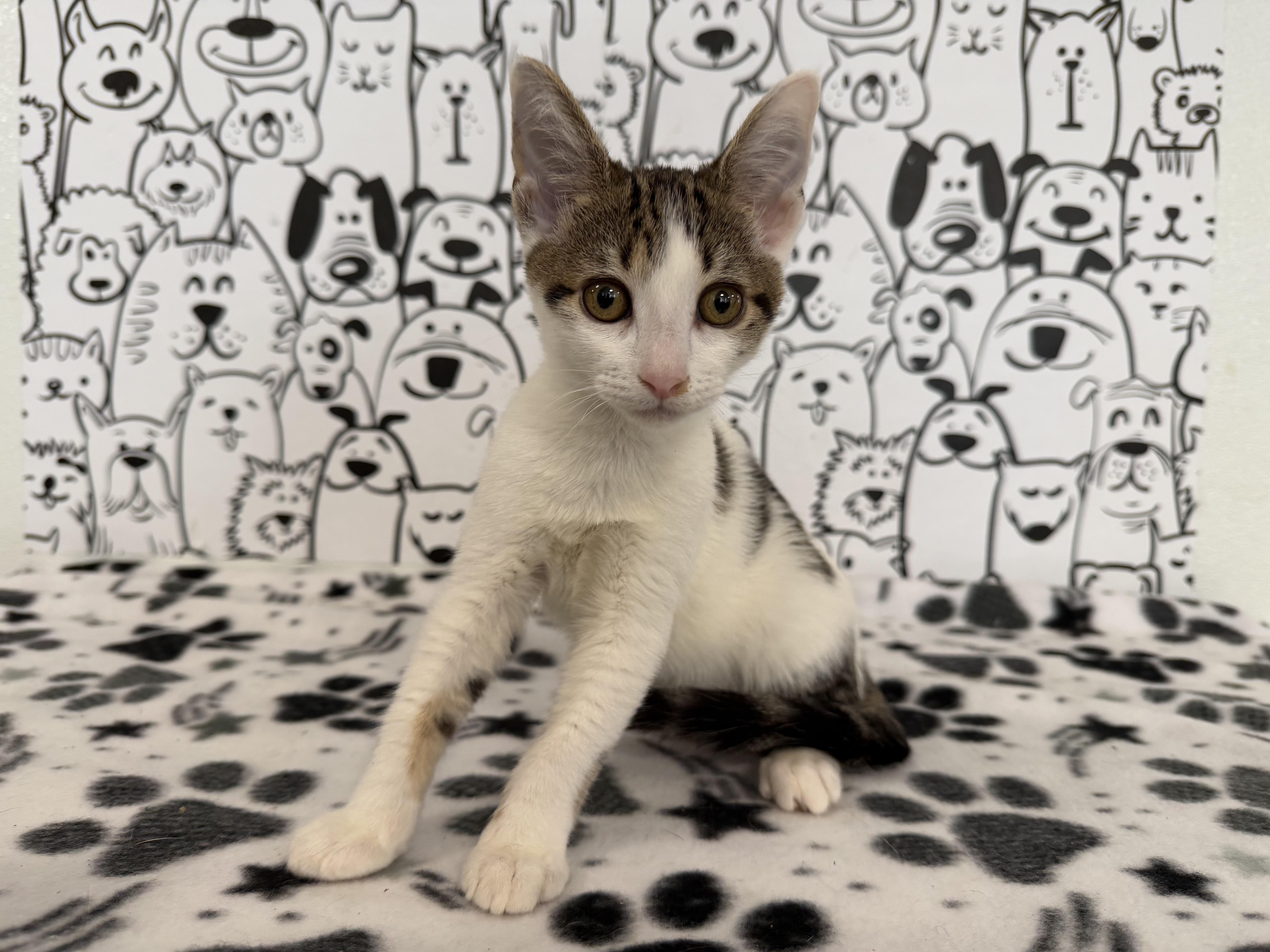 A baby small-sized female Domestic Short Hair cat named Sweet Pea for adoption in San Pedro, CA