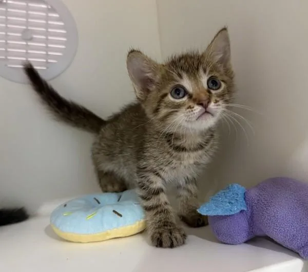 A baby small-sized male Domestic Short Hair cat named Burdock for adoption in San Diego, CA