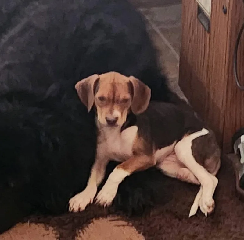 A young medium-sized female Beagle dog named Pebbles for adoption in Pittsboro, NC
