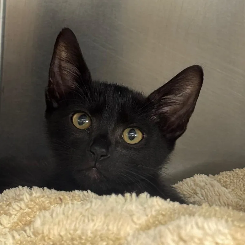 A baby small-sized male Black Domestic Short Hair cat named Carlos for adoption in West Palm Beach, FL
