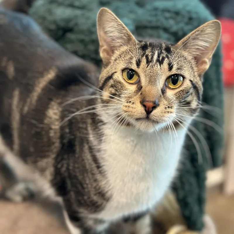 An adult large-sized male Gray / Blue / Silver Domestic Short Hair cat named Tiger Toes for adoption in Matteson, IL