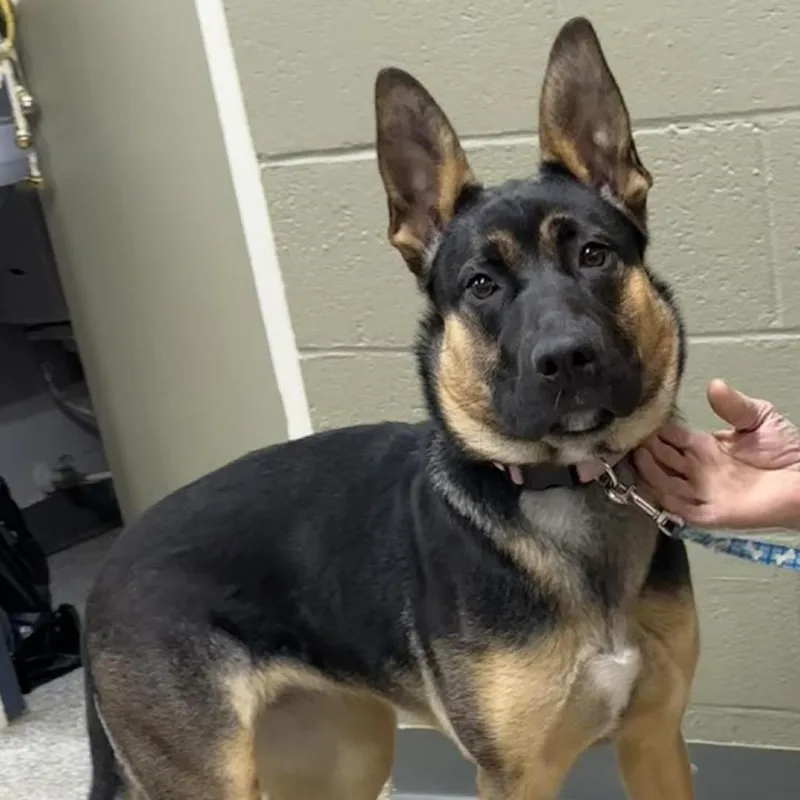 An adult large-sized female Black German Shepherd Dog dog named Leah for adoption in Coos Bay, OR