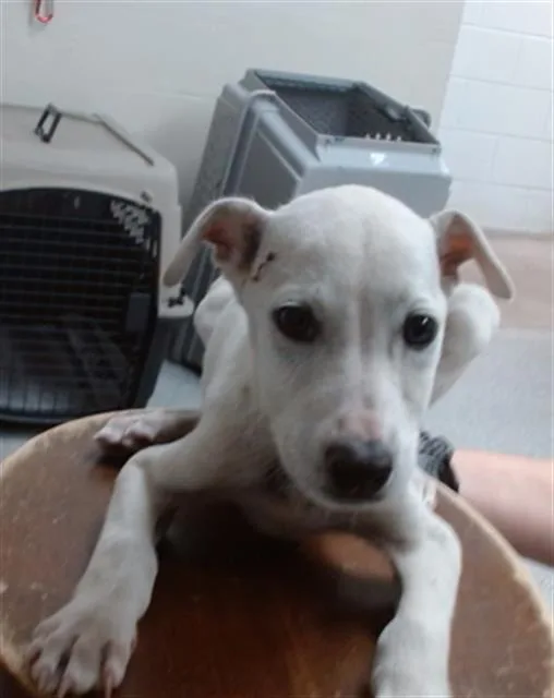 A baby small-sized male German Shepherd Dog dog named A for adoption in Pasadena, TX