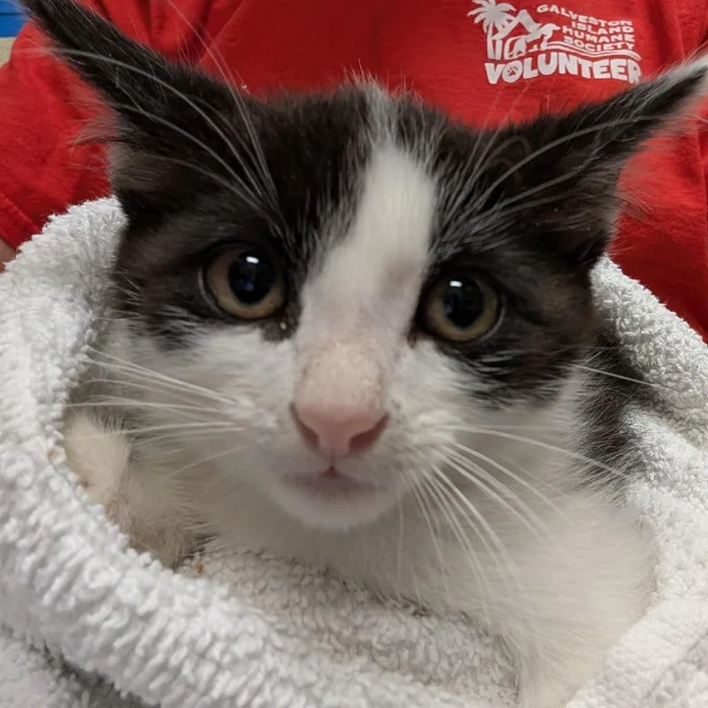 A baby small-sized male Black Domestic Short Hair cat named Lil Baby for adoption in Galveston, TX