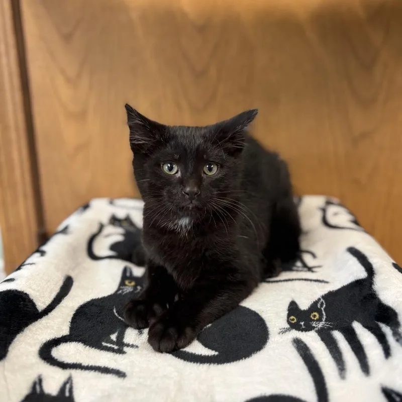 A baby small-sized male Black Domestic Short Hair cat named Rocoto for adoption in Fargo, ND