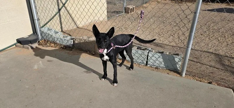 A baby medium-sized female Australian Kelpie dog named Zoey for adoption in California City, CA