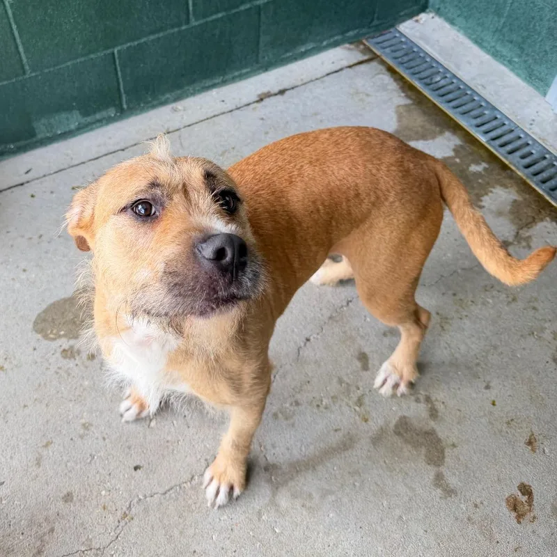 An adult medium-sized female Red / Chestnut / Orange Wirehaired Terrier dog named Rust Brush for adoption in Carencro, LA